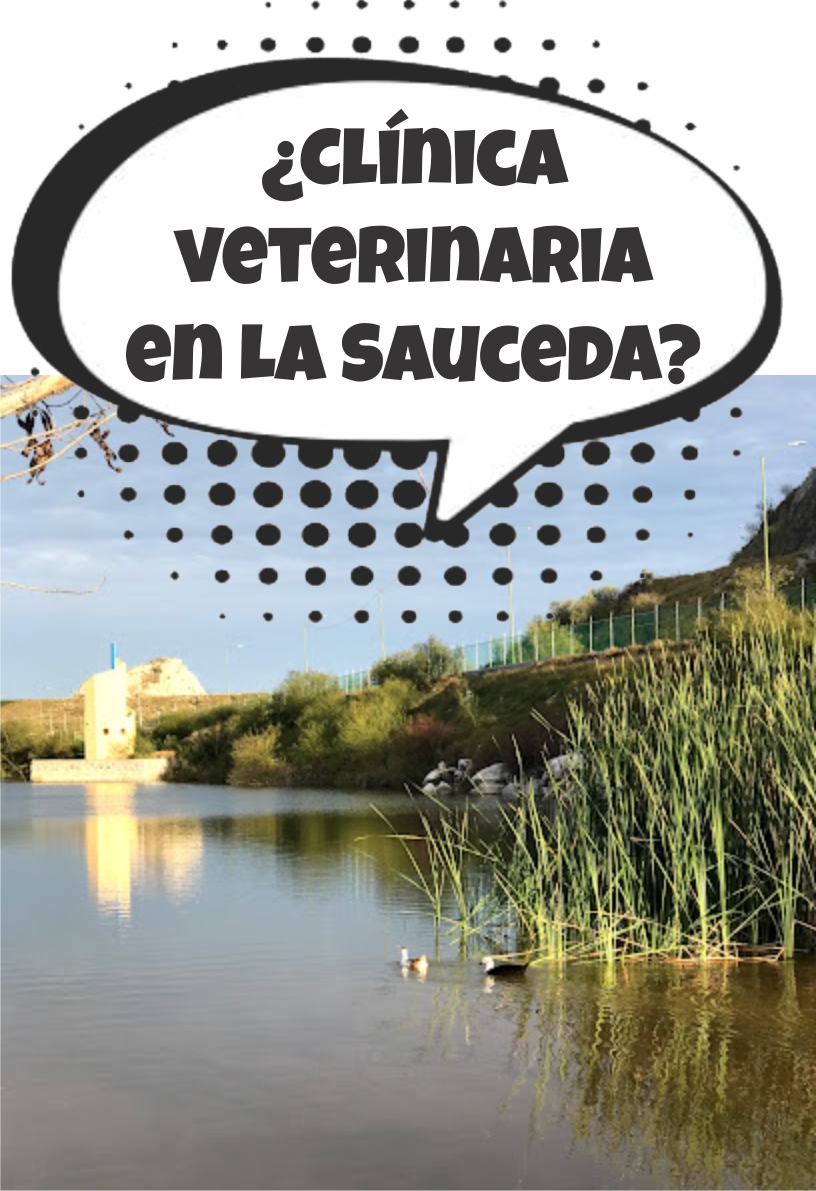 ¿Clínica veterinaria en La Sauceda?